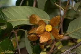 Image result for Monotes engleri