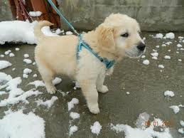 Hachiko Profil Sayfasi 113 Petozel Com Golden Retriever Retriever Kopek