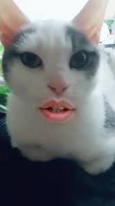 White Cat with Tabby Patches