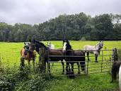 Bitchet Farm and Livery Equestrian & Livery Yard | Livery List