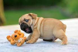 Maybe you would like to learn more about one of these? Cute And Chubby Puppies Musely