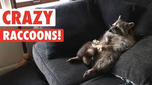 Raccoons are omnivores and eat both plants and animals. Raccoons Are Just Weird Cats Crazy Raccoon Compilation 2017 Youtube