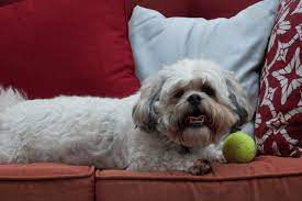 Could a bichon shih tzu be the perfect pup for you? The Ultimate Guide To The Zuchon Aka Bichon Frise Shih Tzu Mix Animalso