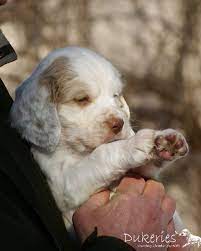Clumber Spaniel Puppy Jasper Clumber Spaniel Puppy Clumber Spaniel Spaniel Puppies