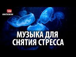 успокаивающая гипнотическая музыка для сна и лечения нервов скачать Spokojnaya Muzyka Dlya Snyatiya Stressa I Nervnogo Napryazheniya Lechebnaya Meditativnaya Muzyka Youtube Instrumentalnaya Muzyka Muzyka Muzyka Dlya Jogi