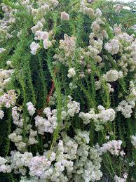 Image result for Eriospermum flexuosum