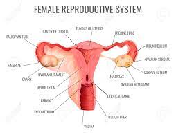 In this article what parts make up the female anatomy? Female Reproductive System And Its Main Parts On White Background Royalty Free Cliparts Vectors And Stock Illustration Image 132820500