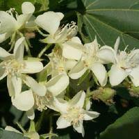 Image result for Dombeya acutangula