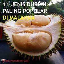 Jika durian montong berasal dari thailand, durian musang king ini berasal dari malaysia. Durian D24 Harga