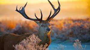Imagini Pentru Animal Wallpapers 4k Deer Wallpaper Animal Wallpaper Animals