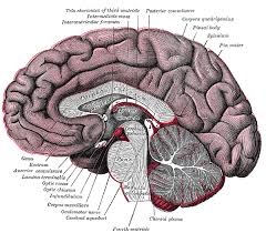 To recognize the principal features of the brainstem that are visible with the unaided eye, including the general location of cranial nerve nuclei and the. Brain Stem Anatomy