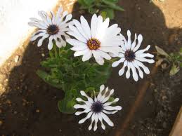 オステオスペルマム 栽培日記 みーの花日記