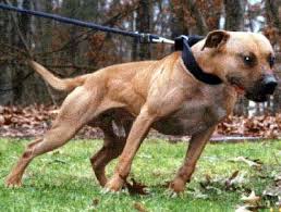 Pin By Byron Reed On Apbt Bulldogs Legend S Pitbull Dog American Pitbull Terrier Pitbulls