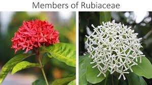 Image result for Rubiaceae