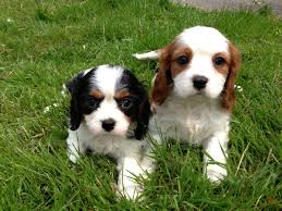 Check spelling or type a new query. Gorgeous Cavalier King Charles Spaniel Puppies Stoke On Trent Staffordshire Pets4homes
