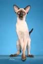 Modern Siamese Cats Looks - Cat breeds info