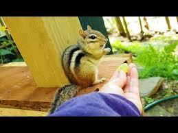 Tail, 3 to 5 in (8 to 13 cm) weight: Cute Little Chipmunk Stuffs His Little Cheeks Youtube