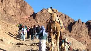Bactrianus) and wild bactrian camel (c. Mount Sinai And St Catherine Tours From Sharm Mount Sinai Tours