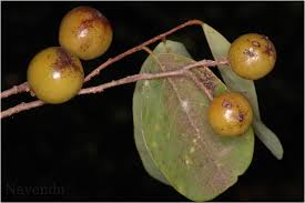 Image result for Cleistanthus