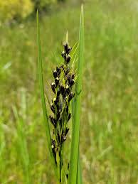 Image result for Scleria lacustris