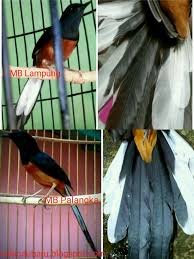 Harga burung murai muray batu medan,prospek,100% non gembung,juara/prestasi. Murai Batu Lampung Super Vs Murai Batu Lampung Semi On Kicau Baru