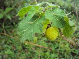Image result for Solanum viarum