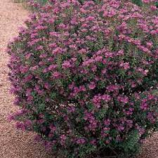Measure the amount of water needed to irrigate your landscape. 15 Of The Best Low Maintenance Shrubs Landscaping Shrubs Shrubs For Landscaping Flowering Bushes