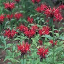 It produces numerous tubular flowers all the year round. Shrubs And Perennials