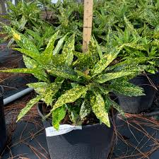 Image result for Aucuba