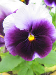 Pansy My Favorite Flowers Pansies Flowers Clematis Flower Viola Flower