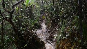 Gunung tahan is malaysia's second highest mountain after mount kinabalu (borneo), located at taman negara national park. Gunung Tahan Trekking Taman Negara Malaysia