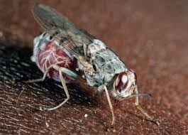 Image result for Isoglossa milanjiensis