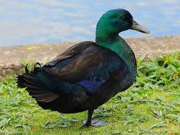 Birds That Dont Fly Cayugas Are One Of The Most Docile Breeds They Do Not Fly And Tend To Stay Close To Home I Ve Found Them The Perfect Breed For Hom Duck Breeds Animals Cayuga