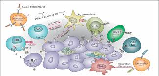 The key to attracting a cancer man is appealing to his emotions and to his nurturing side whilst still maintaining an air of mystery and a spontaneous but reliable cancers are the most emotive in the zodiac. Monocytes Attracted By Releasing Csf 1 And Ccl2 Cancer Cells Migrate To Download Scientific Diagram