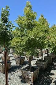 Image result for Acer negundo