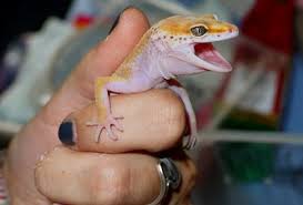 Her exhibitionist tendencies draw the interest of his musical clients and leads to visual fireworks. How To Stop A Leopard Gecko From Biting You Care Guides For Pet Lizards