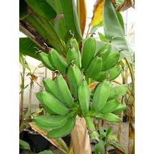Epingle Sur Collection De Bananiers Fruitiers