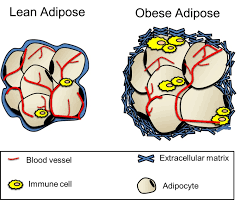 Wilson leong, studied bachelor of business at nanyang technological university (2017). Adipose Tissue Physiology To Metabolic Dysfunction Endotext Ncbi Bookshelf