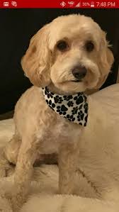 Found two dogs in Mission Hills area