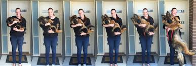 couple capture dogs extraordinary growth over 8 months