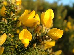 Image result for Ulex minor