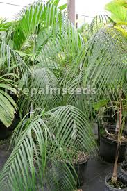 Image result for Dypsis