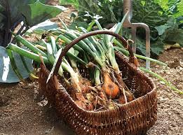 Epingle Sur Jardinage Rustica