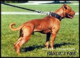 Pitbull Dog Pitbull Dog Pitbull Dog Pitbull Dogs American Pitbull Terrier Apbt Pitbull Pit Bu American Pitbull Terrier Pitbull Terrier American Pitbull