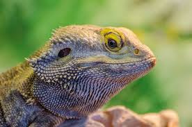 Aufzucht und haltung der streifenköpfigen bartagame (pogona vitticeps). Animal Bearded Dragon Lizard Nature Pagona Pogona Barbata Pogona Henrylawsoni Pogona Microlepidota Pogona Minima Pogona Minor Pxfuel