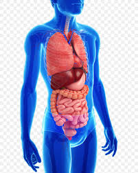 Gastrointestinal Tract Anatomy Human Digestive System Gastrointestinal Disease Human Body Png 614x1024px Watercolor Cartoon Flower Frame