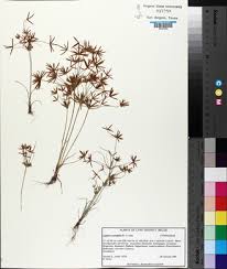 Image result for Cyperus amabilis