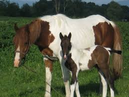 Recurge la sisteme automate și la parteneri care analizează modul în care. Vanzari Cai Echitatie