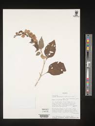 Image result for Tinnea aethiopica