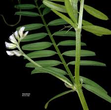 Image result for Vernonia hirsuta